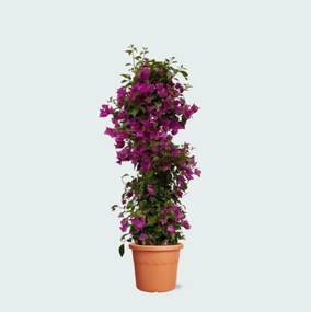 Bougainvillea Pyramide - 80cm