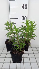 Penstemon 'Sour Grapes' - pot 9x9 cm