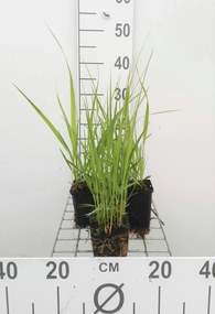 Molinia arundinacea 'Windspiel' - pot 9x9 cm