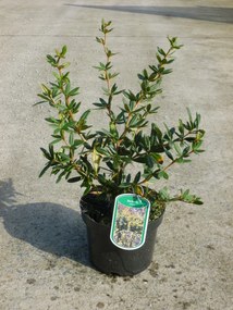 Berberis julianae - pot - 30-40 cm