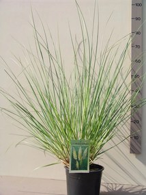 Cortaderia selloana 'Pumila' - pot 4L -