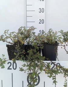 Acaena microphylla - pot 9x9 cm