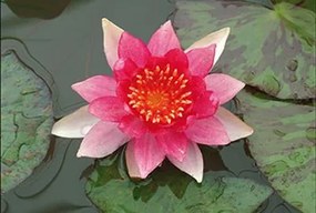Nymphaea 'Laydekeri Lilacea' - pot 11x11 cm