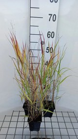 Panicum virgatum 'Shenandoah' - pot 9x9 cm