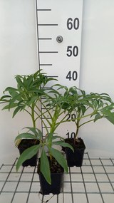 Helleborus foetidus 'Ruth' - pot 9x9 cm