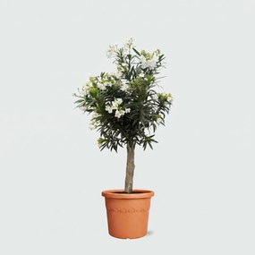 Nerium Oleander Bonsai - 160cm