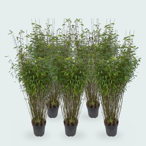 5 x Fargesia Nitida bamboe - 170 cm