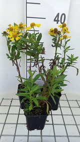 Helenium 'Sahin's Early Flowerer' - pot 9x9 cm