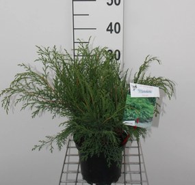 Microbiota decussata - pot - 25-30 cm