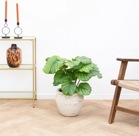 Calathea Orbifolia - 60cm