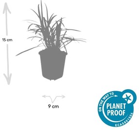 48x Liriope muscari 'Moneymaker' - ↕10-25cm - Ø9cm
