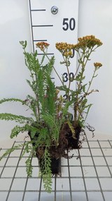 Achillea 'Feuerland' - pot 9x9 cm