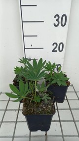 Lupinus 'Chandelier' - pot 9x9 cm -