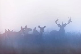 Foto Red deer (Cervus elaphus), DamianKuzdak