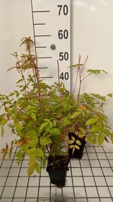 Astilbe 'Straussenfeder' - pot 9x9 cm