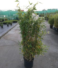 Fargesia murieliae 'Jumbo' - pot 20L - 125-150 cm