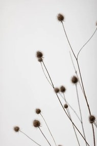 Foto Thistle Grey 01, Studio Collection, (26.7 x 40 cm)