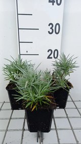Dianthus 'Maggie' - pot 9x9 cm