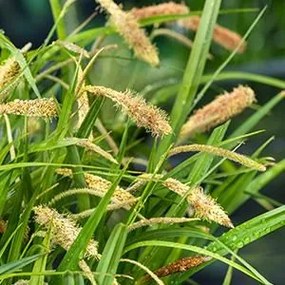 Carex pendula - biopot diameter 7 cm