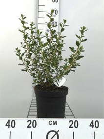 Escallonia 'C.F. Ball' - pot - 40-50 cm