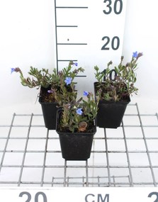 Lithodora diffusa 'Heavenly Blue' - Steenzaad - pot 9x9 cm -