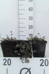 Acaena microphylla 'Kupferteppich' - pot 9x9 cm -
