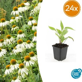 Echinacea purpurea 'White Swan' - 20cm