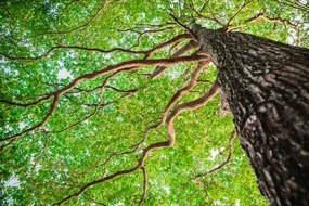 Foto New green leaf tree in nature forest, somnuk krobkum