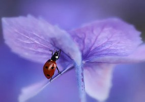 Foto Ladybird on purple hydrangea, Ellen van Deelen
