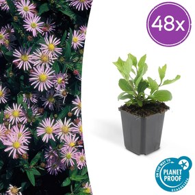 Aster Ageratoides 'Asran' - 20cm