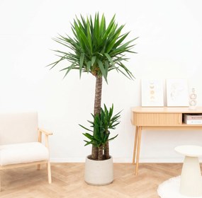 Yucca Elephantipes - 180cm