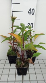 Echinacea purpurea 'Green Twister' - pot 9x9 cm -