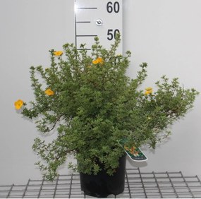 Potentilla fruticosa 'Tangerine' - pot 3L - 25-30 cm