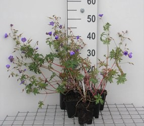 Geranium 'Brookside' - pot 9x9 cm