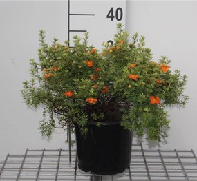 Potentilla fruticosa 'Red Ace' - pot 3L - 25-30 cm