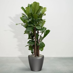 Combideal - Ficus Lyrata vertakt inclusief zelfwaterende pot Joy Antraciet L - 190cm