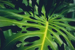 Ilustratie Monstera Philodendron leaves - tropical forest, hanohiki