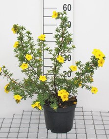 Potentilla fruticosa 'Goldfinger' - pot 3L - 25-30 cm -
