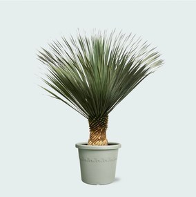 Yucca Rostrata - 160cm