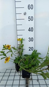 Helenium autumnale 'Pumilum Magnificum' - pot 9x9 cm -