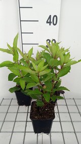 Eupatorium maculatum'Glutball'- pot 9x9 cm