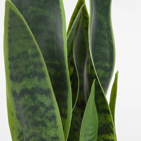 Kave Home Sansevieria Kunstplant Vrouwentong 55 Cm