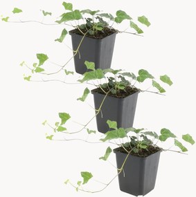 Planten Glacier Ivy Hedera helix Glacier, 3-delig