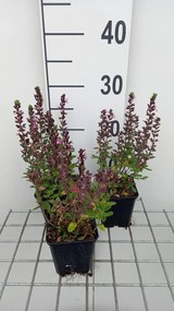 Teucrium chamaedrys - pot 9x9 cm -