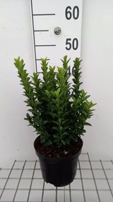 Euonymus japonicus 'Green Spire' - pot - 20-30 cm