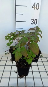 Monarda 'Croftway Pink' - pot 9x9 cm