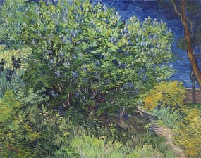 Kunstreproductie Lilac Bush (1889), Vincent van Gogh