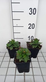 Aster ageratoides 'Asmdiameter ' - pot 9x9 cm