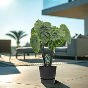Colocasia Pharaoh's Mask - 80cm