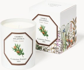 Geurkaars Cedrus Atlantica (ceder)